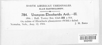 Uromyces eleocharidis image